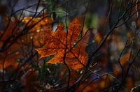 Sonnenlicht auf einem Herbstblatt