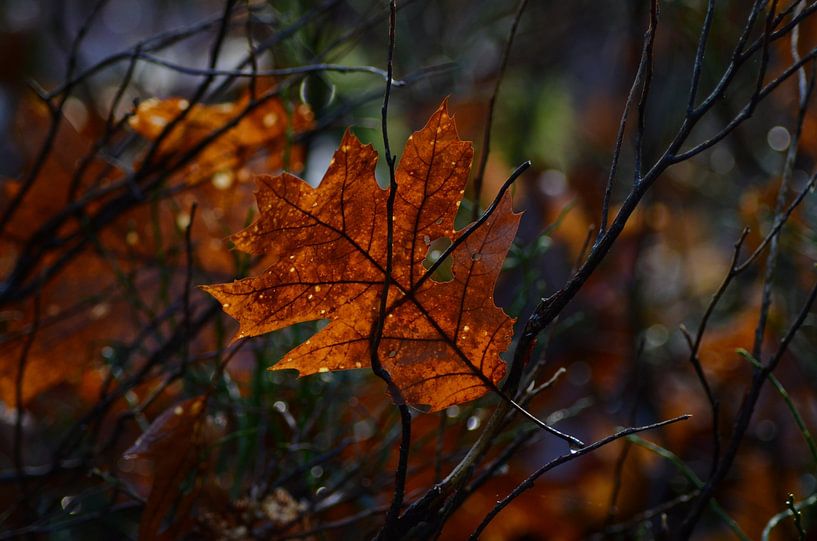 Lumière du soleil sur une feuille d'automne par Joyce Derksen