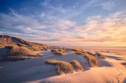 Warm light in the Danish dunes