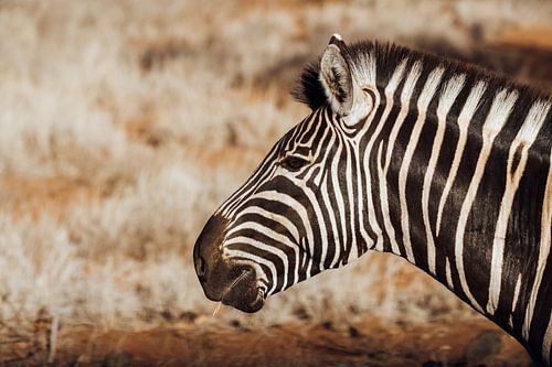 Zebra ||| Safari, Art Print, South Africa ||| Kruger National Park