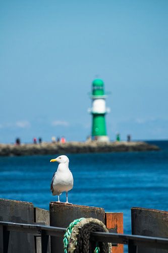 Eine Möwe und die Mole in Warnemünde