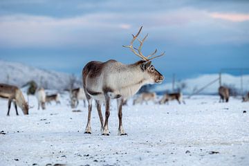 Tromsø's proud reindeer by Anouk Kooiman
