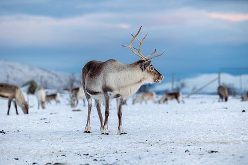 Het trotse rendier van Tromsø