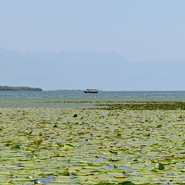 A little boat on Lake Shkodër by Erik Buitenhuis