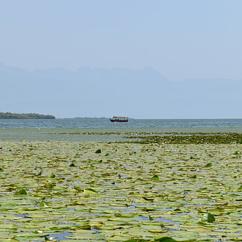 Bootje op het meer van Shkodër
