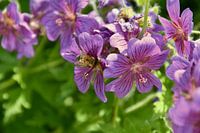 Fleurs et abeilles