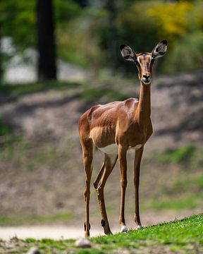 Impala antilope van Van Keppel Studios