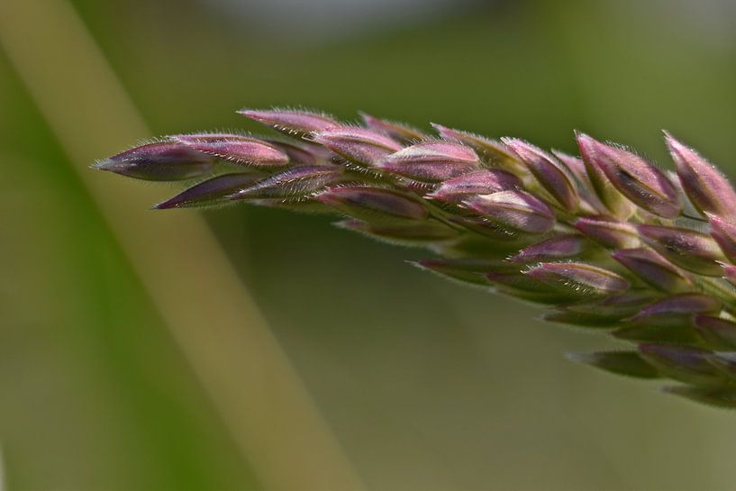 macro of a blade of grass by Daphne van der straaten