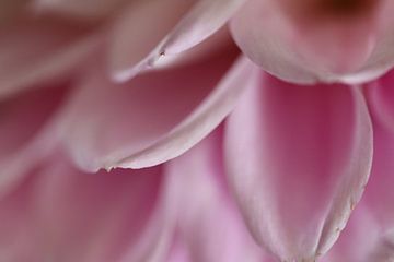 Roze dahlia van Bärbel Severens