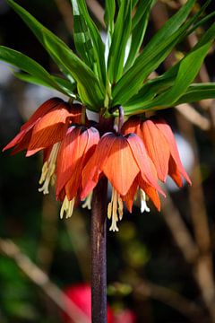 Oranje bloemen van een keizerskroon