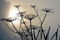 Ochtenddauw bij mistige zonsopkomst op berenklauwen met spinnewebben