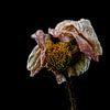 Stilleven opgedroogde bloem van Steven Dijkshoorn