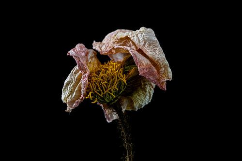 Stilleven opgedroogde bloem