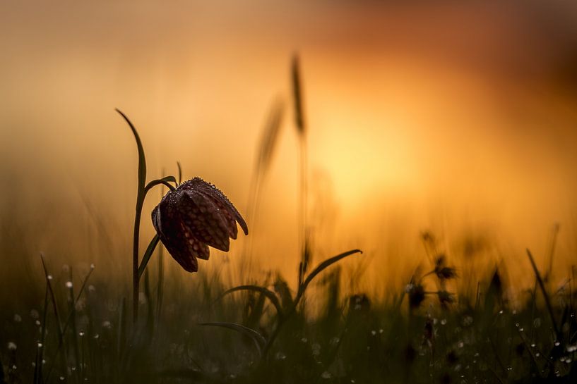 Bedauwde kievitsbloem bij zonsopkomst par Gonnie van de Schans
