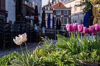 Bloeien in stilte