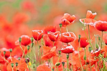 Feld mit Mohn in der Sonne