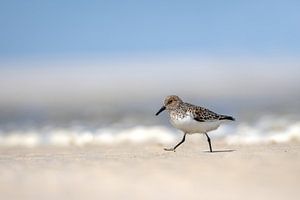 Sanderling auf der Flucht