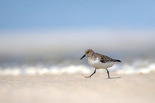 Drieteenstrandloper on the run