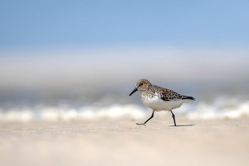 Sanderling auf der Flucht von Gonnie van de Schans