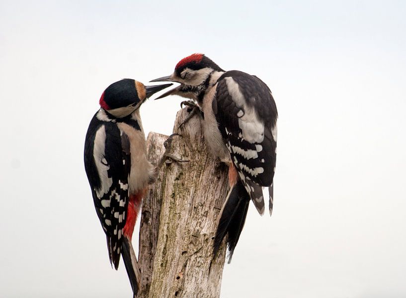 Voerende Grote Bonte Specht by Tekstvaart Photography