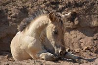 konik foal