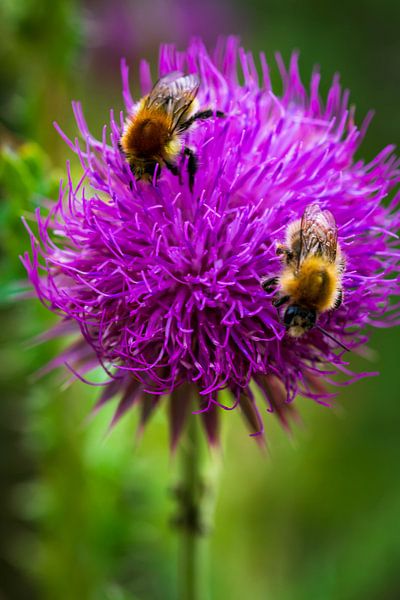 Busy bees by Esther's Photos