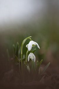 Sneeuwklokjes van Ingrida Marunovaite