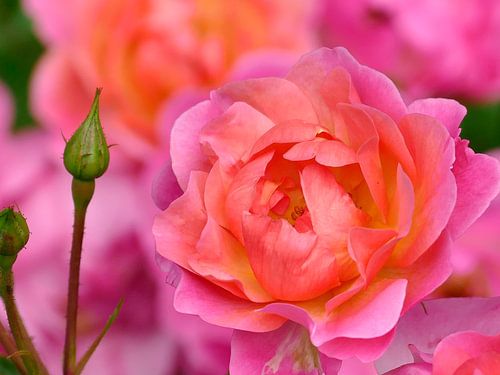 Een roos is een roos, is een roos