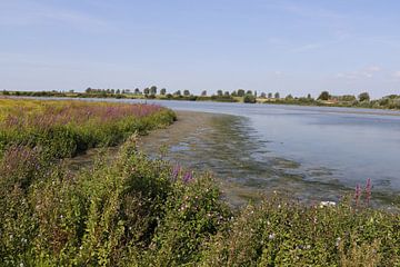 Strijensas van Fotografiemetangie