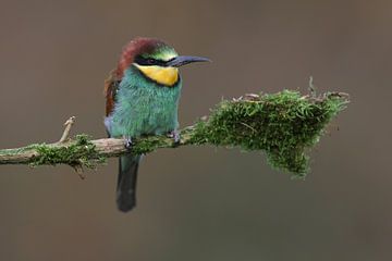 Europese Bijeneter (Merops apiaster) van Ronald Pol