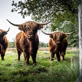 Schotse Hooglanders in Uffelte van S van Wezep