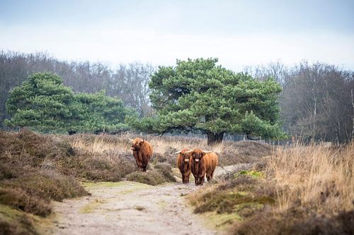 Schotten aan de wandel