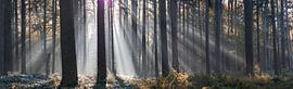Rayons de soleil panoramiques sur Bart Ceuppens
