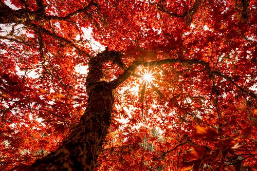 50 Shades of Red by Marco Schep