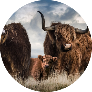 Panorama van Schotse Hooglanders