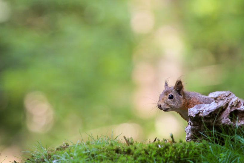 Hi there! Squirrel par T de Smit