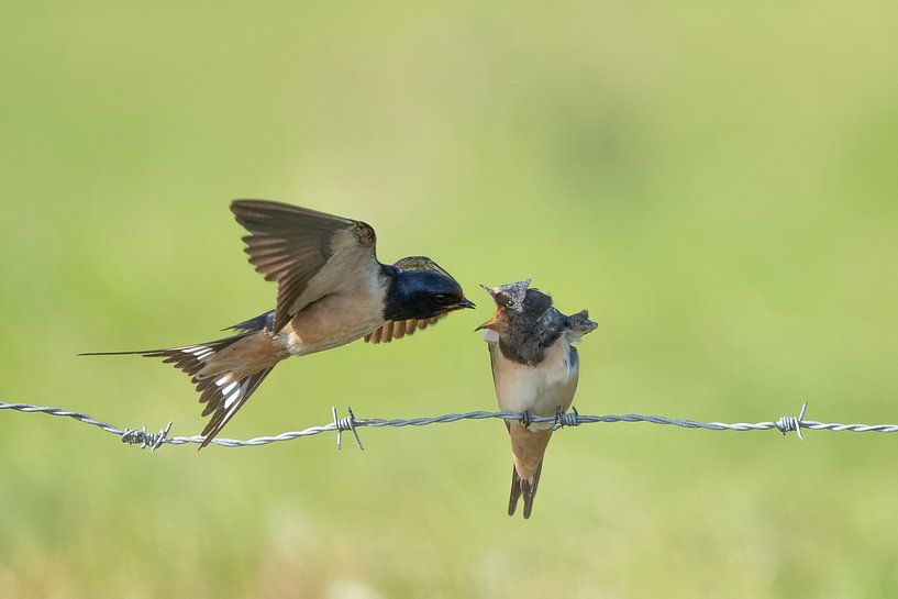 Barbed wire by Ruud Lauritsen