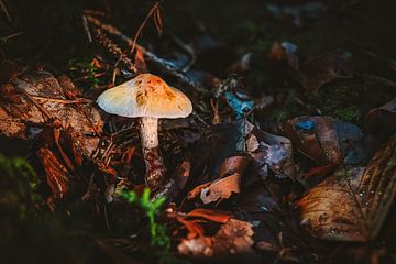 Un champignon de conte de fées dans une forêt d'automne