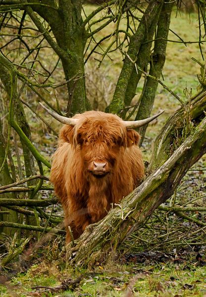 Scottish Highlander &quot;in a 5-minute staredown&quot; by René Beijer