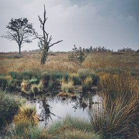 Hautes Fagnes sur Willi Schubert