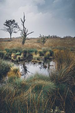 Hautes Fagnes sur Willi Schubert