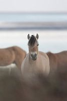 Pferd auf Vlieland