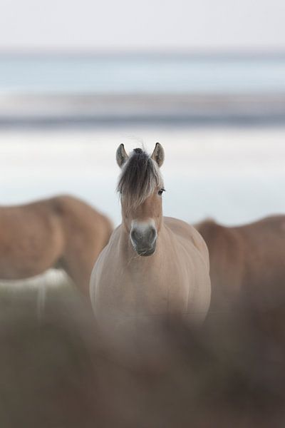 Pferd auf Vlieland von Lars van der Sanden