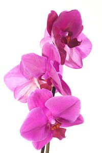 Paarse phalaenopsis orchidee van Egon Zitter