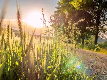 Pfaffendorf, Saxon Switzerland - Grain ears in sunlight by Pixelwerk