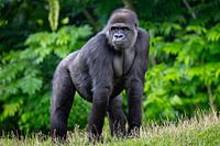 Majestic Western Lowland Gorilla: Strength and Serenity in Nature