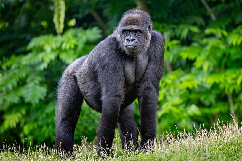 Le majestueux gorille des plaines occidentales : force et sérénité dans la nature par Triki Photography
