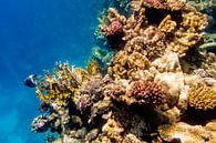 grillig koraal van John van Weenen thumbnail