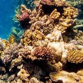 grillig koraal sur John van Weenen