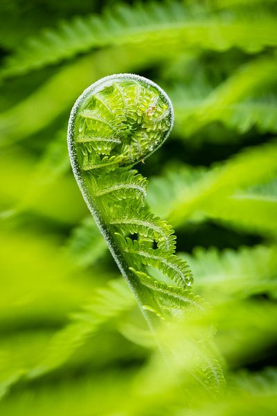 Outcoming fern by Richard Stoop